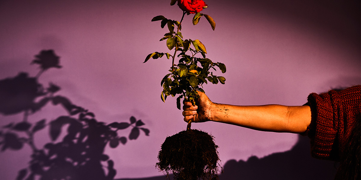 The Bleeding Tree by Angus Cerini (& directed by Ian Michael)