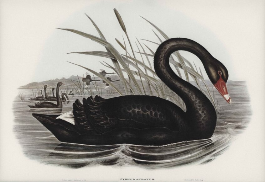 Black Swan (Cygnus atratus) illustrated by Elizabeth Gould (1804–1841) for John Gould’s (1804-1881) Birds of Australia (1972 Edition, 8 volumes). Digitally enhanced from our own facsimile book (1972 Edition, 8 volumes).